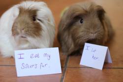 pancakes-guineapigs-and-elbows:  Pet Shaming.