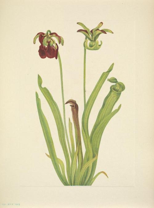 smithsonianlibraries: Another for Women’s History Month, some botanical illustrations from one