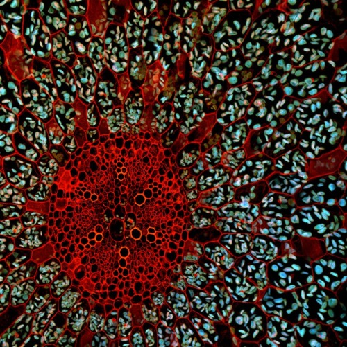 thelatvian:Fernan Federici - Microscopic Photographs of PlantsThese surreal images are microscopic p