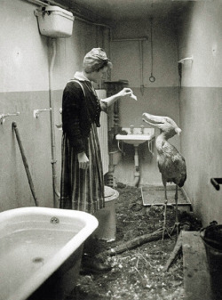 Historicaltimes:  ‘Berlin Zoo’ During World War Two, 1945. This Shoebird Was