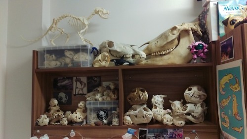 birbbones:Skull Collection update - March 2018Rearranged my collection at my uni flat! I have more s
