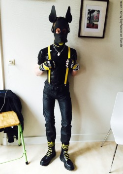 radicallyboy:  kinkyboyfrance:  Black &amp; Yellow !   Another extremely cute pup~ *swoon* 