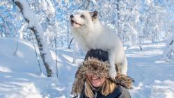 magicalnaturetour:  What does the Arctic Fox say - Pal Jakobsen 