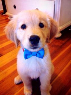 awwww-cute:  I love me some bow ties!