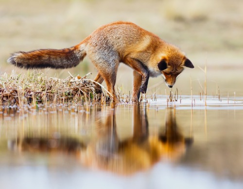 beautiful-wildlife:  Mirror by Pim Leijen