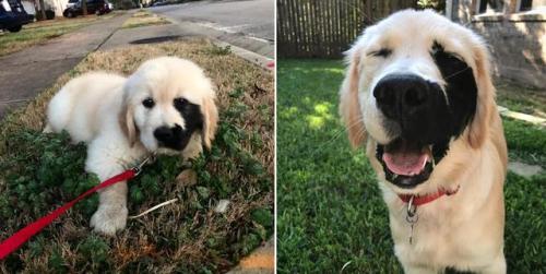 awwww-cute:This Golden Retriever has a black birthmark on the left side of his face (Source: http://
