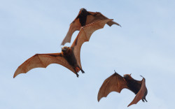 voidbat:  jonlybonlyfromboldlygo:  sluttywidow:  faerieforests:  Grey-headed Flying Fox by Steve Axford  thelightestmetal these bats are nearly as goofy as ours  @voidbat  EEEEEEEEEE!!!! 
