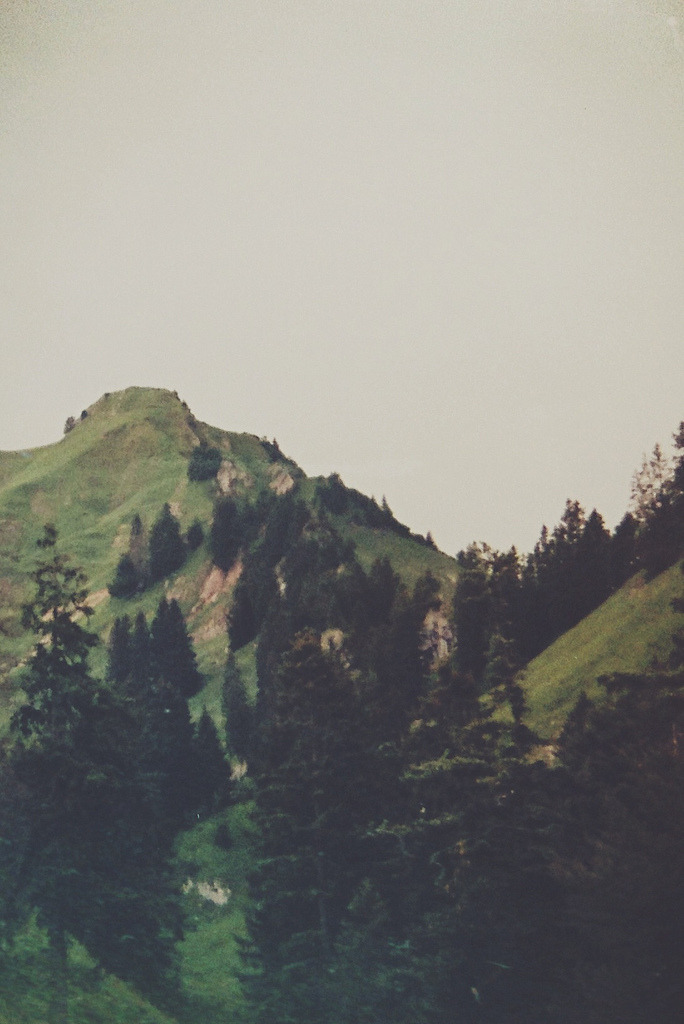 21vines:  Nikon D60 (by south-england)