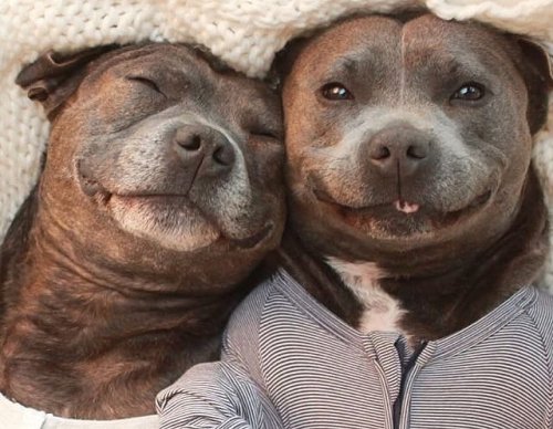 XXX daji-ruhu:  isspeirlingme:  elgugol:  Pitbulls photo