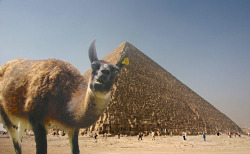okayyjose:  personifyingchaos:  I feel sorry for this photographer he tried to take a nice scenic view of a pyramid and this camel comes along all HERP DERP IMMA CAMEL  WHY WOULD YOU FEEL BAD 