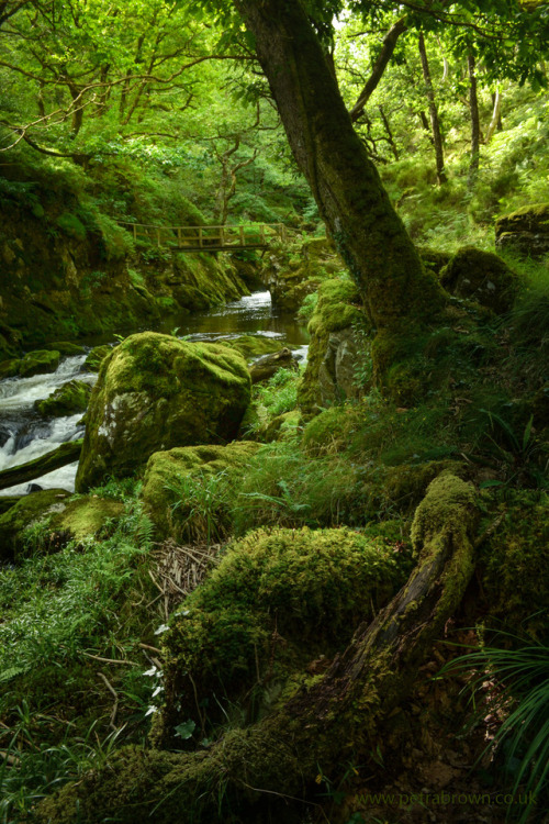 mydododied:Mossy woods