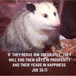 Opossum, my Possum