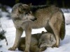 catalisst:respectthewolf:Well protected &hellip; as it should be ~~