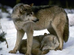 catalisst:respectthewolf:Well protected &hellip; as it should be ~~