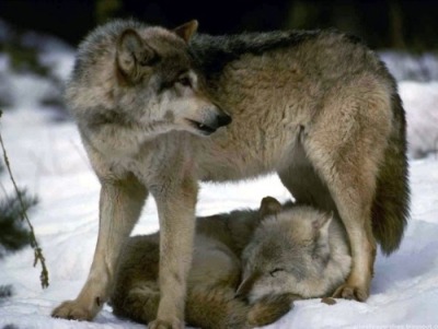 catalisst:respectthewolf:Well protected &hellip; as it should be ~~