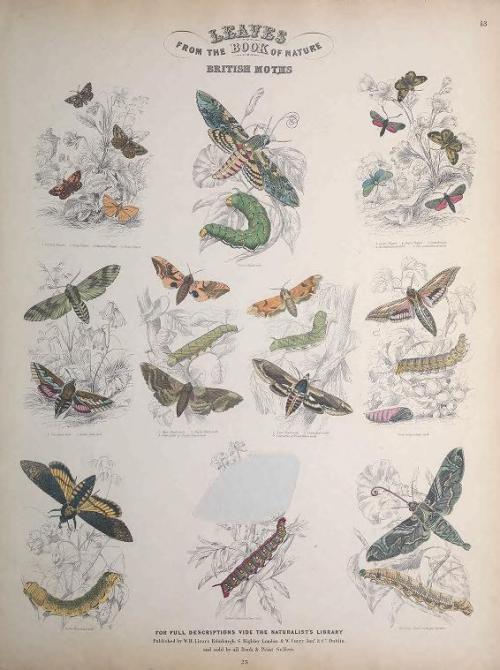 heaveninawildflower: Engravings of Lepidoptera taken from ‘Leaves from the Book of Nature&rsqu