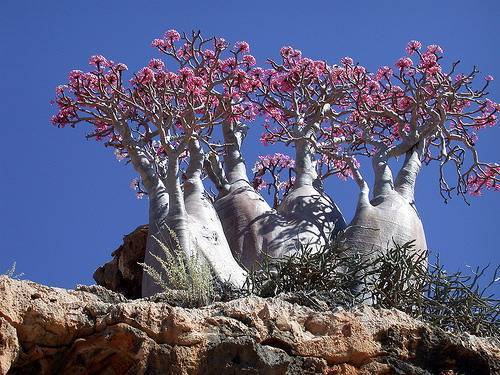 sevenpencee:Socotra Island is often called “the most alien place on earth”. Considering 1/3 of it’s 