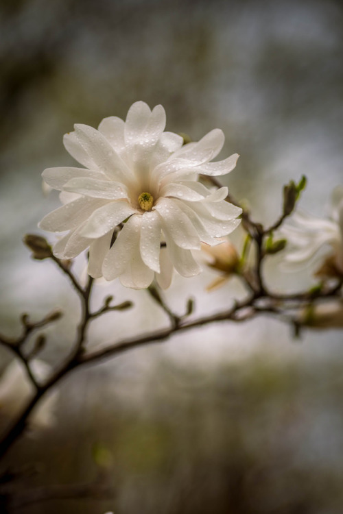 autumncamera:Magnolia in the rain