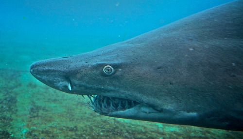 trynottodrown: Sand Tiger Shark photo source