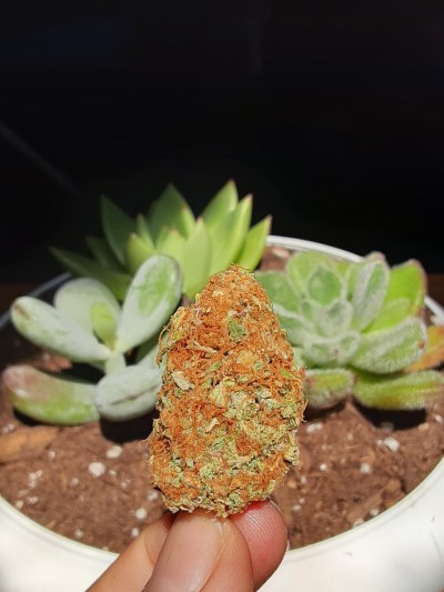 nataweedlelee:I got new succulents🥰 also here’s a nug of some gorilla cake😋I hope yall are staying safe and staying high💚