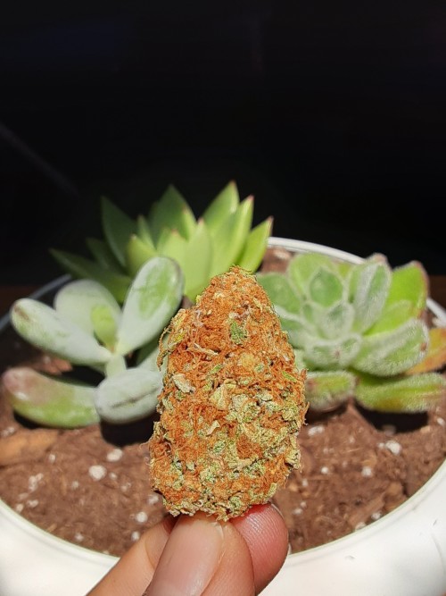 nataweedlelee:I got new succulents🥰 also here’s a nug of some gorilla cake😋I hope yall are staying safe and staying high💚