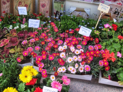 Flores para el jardín de verano, mercadillo, Santo Domingo de la Calzada, La Rioja, 2012.