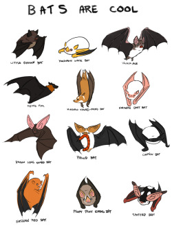 thesanityclause:  Bats are really cool and