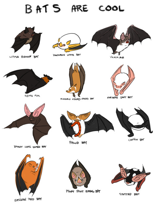 thesanityclause:  Bats are really cool and porn pictures