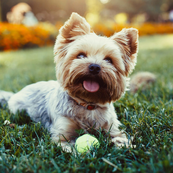 so-so-cute-dogs:
“What A Cute Smile Of My Dog
”