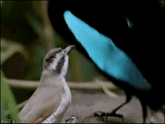 funny-gif-1:  Other Funny Gİfs http://funny-gif-1.tumblr.com/