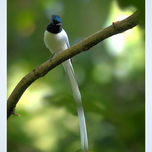 A Paradise Flycatcher :) #bnsnatureshot #bns_india #tweetsuites #vq_birds #tweetsuites #bestbirdshot