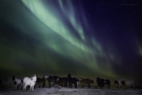 womansart:Gígja Einarsdóttir, photographer who was born and raised around Icelandic horses