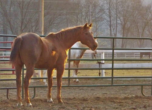 Beefeater’s Joker, 21 year old Quarter Horse gelding