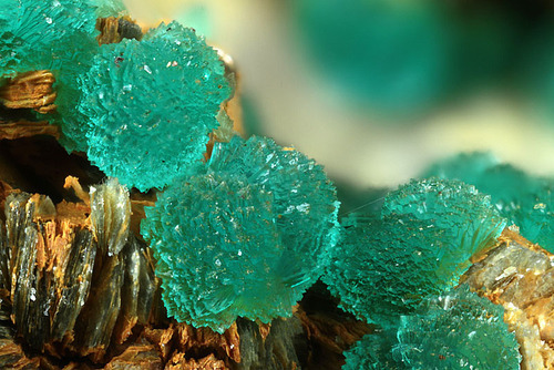 mineralists: Follower request for beautiful crystals of our interpretationIn Order: Rhodochrosite, D