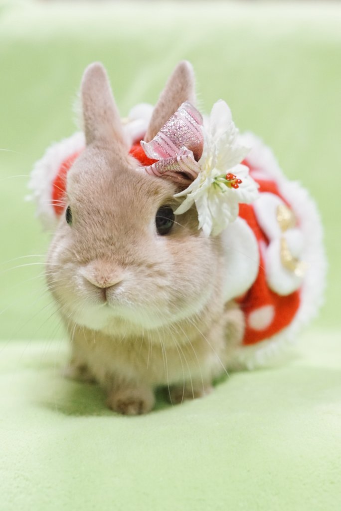 zorobunny: carudamon119:  nao〜☆‏@evo3183サンタいないよ🎅✨🎄✨