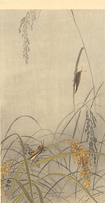 Ohara Koson (Japanese, 1877-1945). Grasshoppers on rice plants. c.1910. Shin-Hanga, wildlife paintin