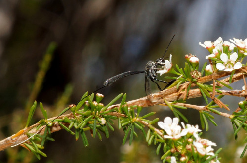 realmonstrosities:Check out that Carrot Wasp (Gasteruptiidae) in flight! It looks like a humanoid, a