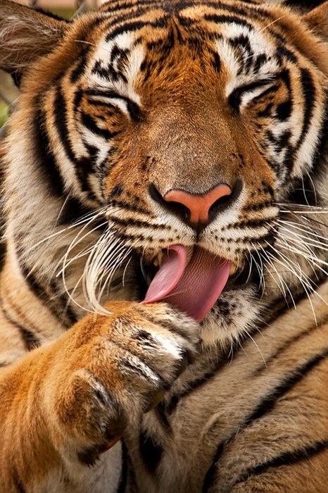 x-enial: Finger Licking Good (source)