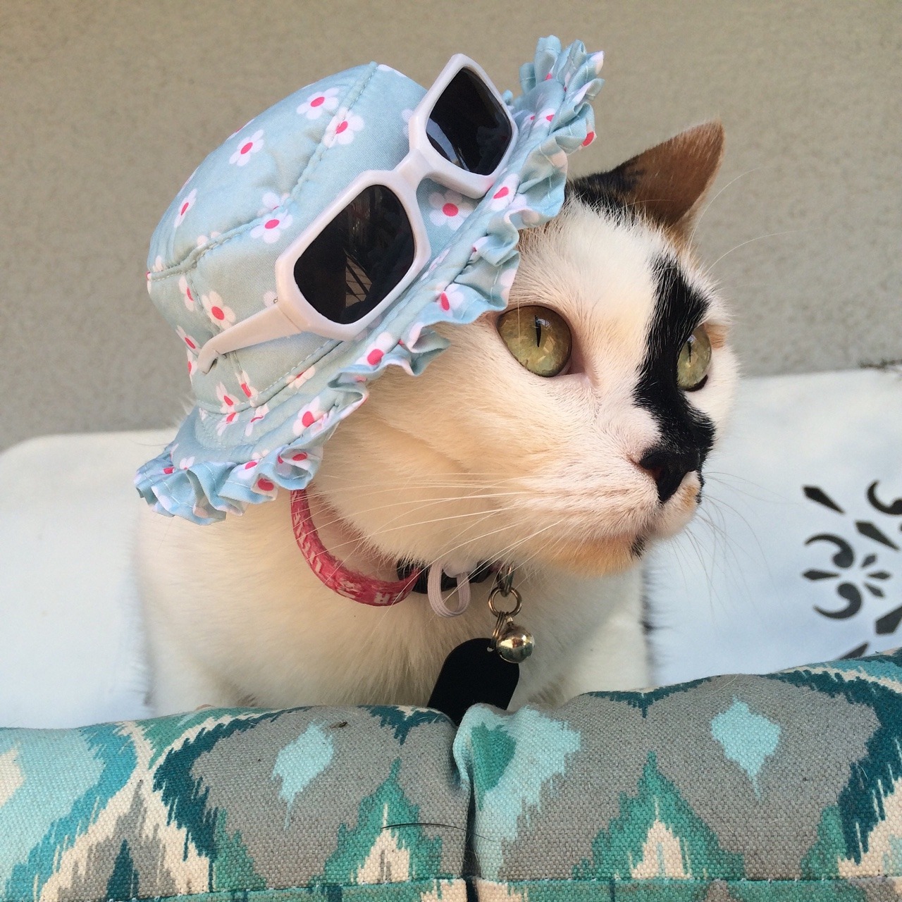 unflatteringcatselfies:  I know this is a page for unflattering cat photos…. But
