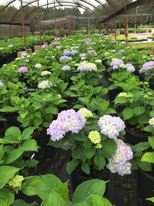 Hydrangea macrophylla &lsquo;Glory Blue&rsquo; starting to open up