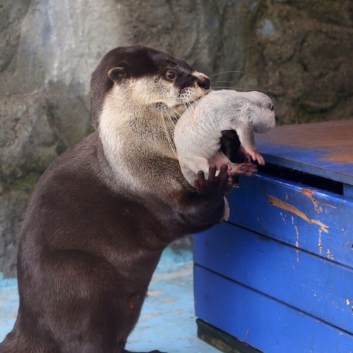 mysterysciencegirlfriend3000: maggielovesotters: Otter mum thinks it’s a good time to take her