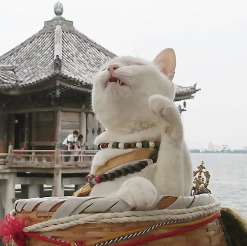 Nekojizo aka ねこ地蔵とおる (Japanese, b. 1964, Japan, based Kyoto, Japan) - Photos of Koyuki (white cat) a