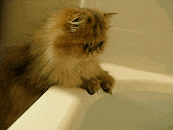 i-justreally-like-cats-okay:  CAT might like water