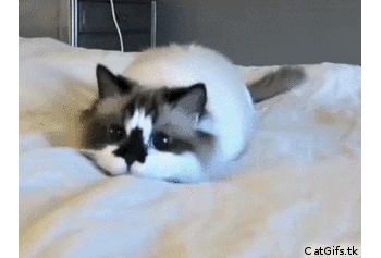 Mimi Pets Gifs: Cats, Dogs, Animals