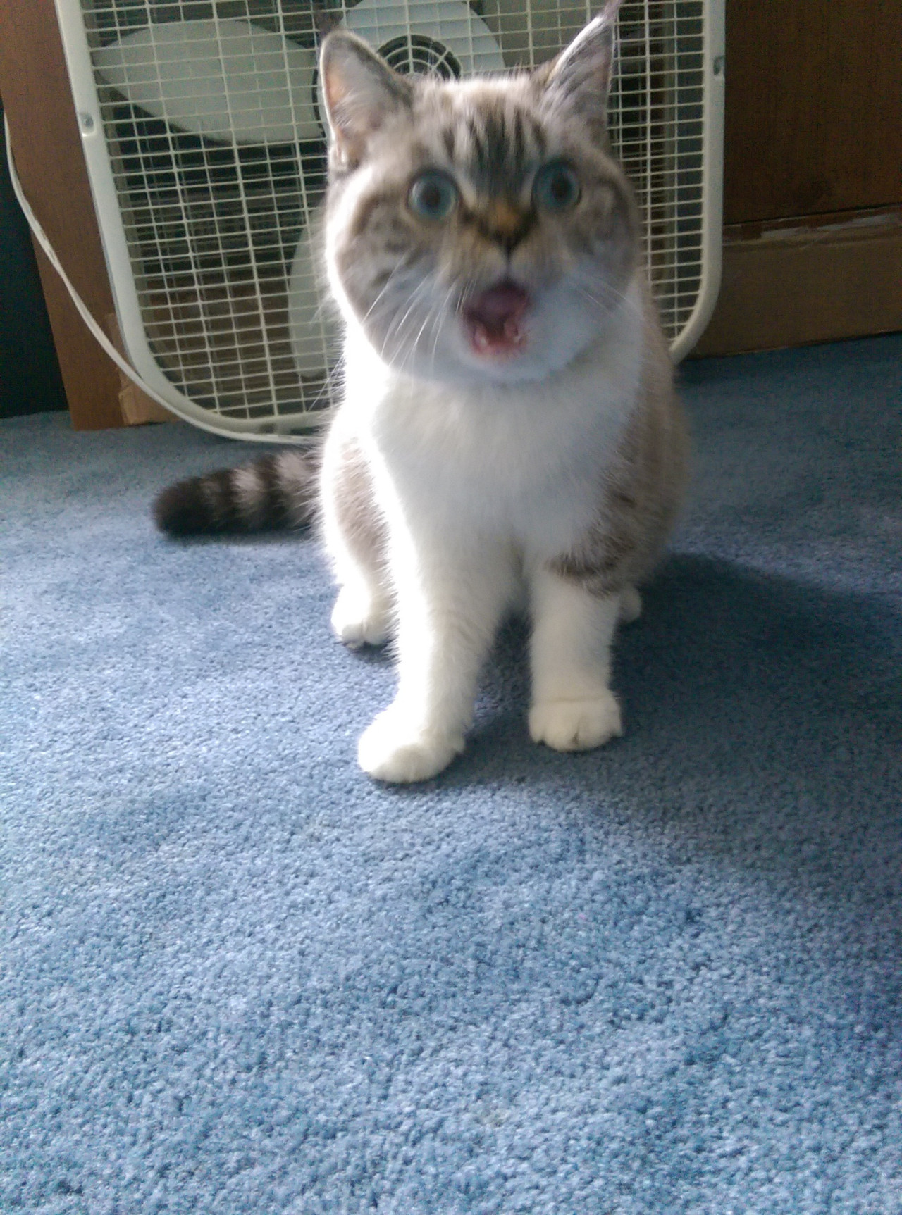 worldofthecutestcuties:  Scuba is shocked.