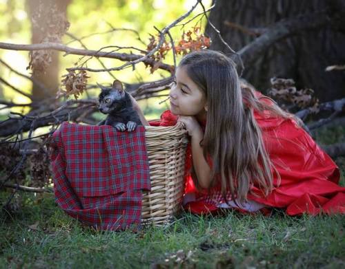 catsbeaversandducks:Little Red Riding Hood and the Little Bad Werecat“Had a photoshoot with my littl