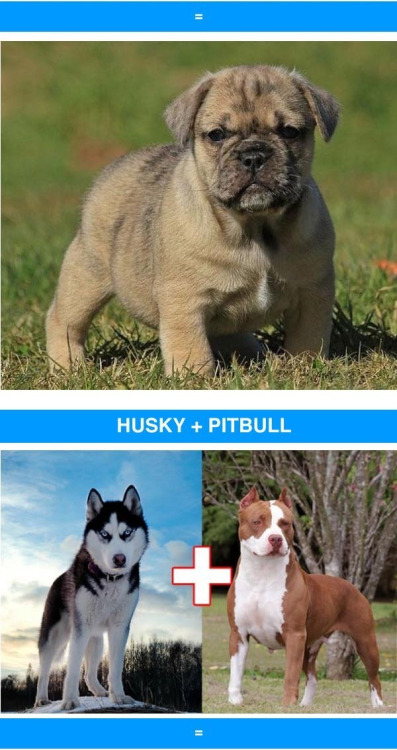 optimistic-pepperoni:  fortsocialanxiety:  wikatiepedia:  dafatninja:  pugletto:  xazz:  liaamari17:  novaisprettyinpink:  theinturnetexplorer:   crossbreeds are so cool  I will take 10 of each please  I didnt want this post to end  everything mixed with