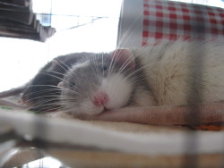 spidersanctuary:  Feetsies in front of face.