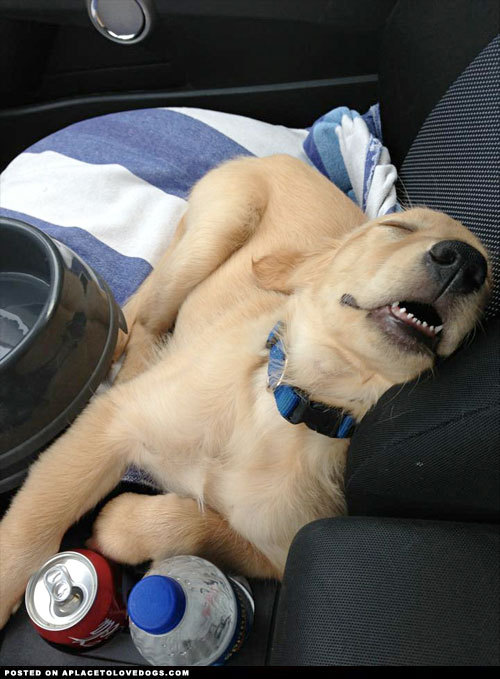 aplacetolovedogs:  Adorable sleeping puppy zonked out in the car from a long day!