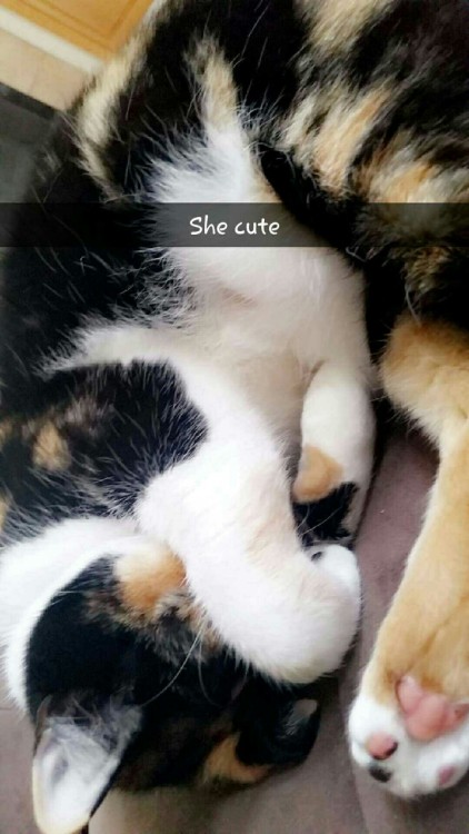 alexsempai:Crawling into a little ball to fall asleep @mostlycatsmostly